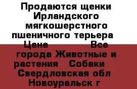 Продаются щенки Ирландского мягкошерстного пшеничного терьера › Цена ­ 30 000 - Все города Животные и растения » Собаки   . Свердловская обл.,Новоуральск г.
